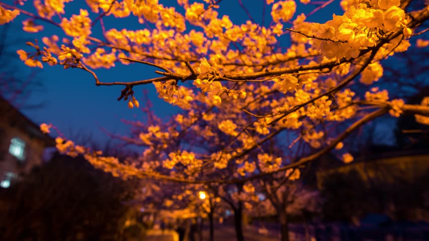 Cherry Blossoms From Night to Dawn