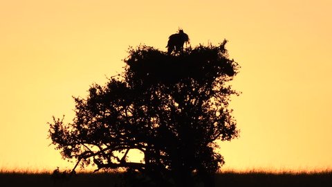 A pair of secretary bird sitting on tree top at sunrise in Maasai Mara, Kenya