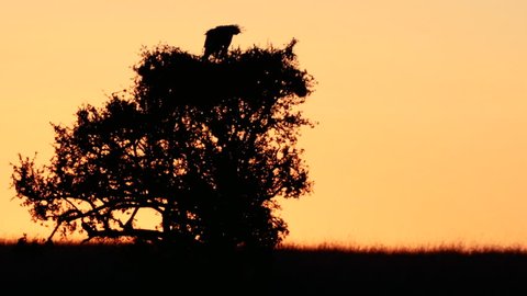 A pair of secretary bird sitting on tree top at sunrise in Maasai Mara, Kenya