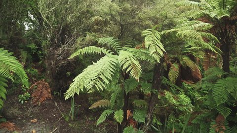 Overview of natural New Zealand rain forest with giant Silver Ferns, Rimu, Manuka and other smaller ferns. Slow camera move, pan left to right.