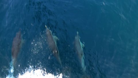 beautiful striped dolphins in the sea, amazing gorgeous elegant animals, underwater mammals, amazing wild fauna of Mediterranean sea