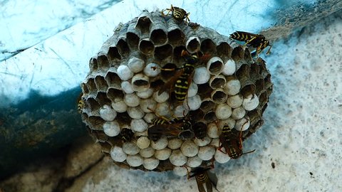 Black And Yellow Hornets Building Hive Nest - Accelerated recording
