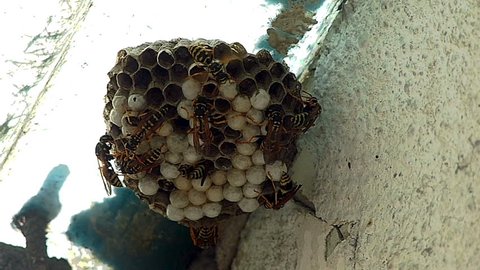 Black And Yellow Hornets Building Hive Nest - slow motion