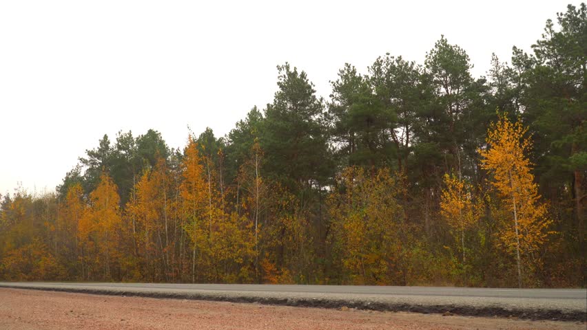 Road Near the Autumn Forest