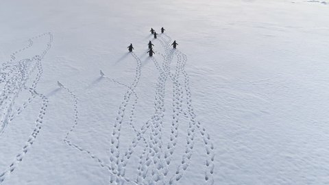Aerial Flight Over Footprints and Running Penguins. Antarctica Drone Shot. Fast Moving Gentoo Penguins and White Birds. Ice Cold, Snow Covered Land. Habits of Wild Animals. 4k Footage.