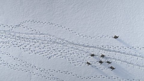 Antarctica Running Penguins Leaving Footprints. Aerial Flight Over Snow Covered Surface. Top Down Overview Of Fast Moving Gentoo Penguins. Antarctic Continent. Polar Wildlife. 4k Footage.