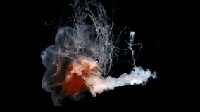 Closeup of Jellyfish slow moving underwater on pure black background
