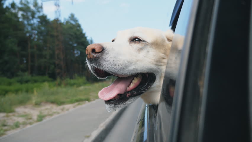 Curious dog breed labrador looks out the window of moving car. Domestic animal stuck his head out of auto to enjoy ride and watch the world. Hound is enjoying wind. Close up Slow motion Royalty-Free Stock Footage #1018785118