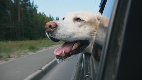 Curious dog breed labrador looks out the window of moving car. Domestic animal stuck his head out of auto to enjoy ride and watch the world. Hound is enjoying wind. Close up Slow motion