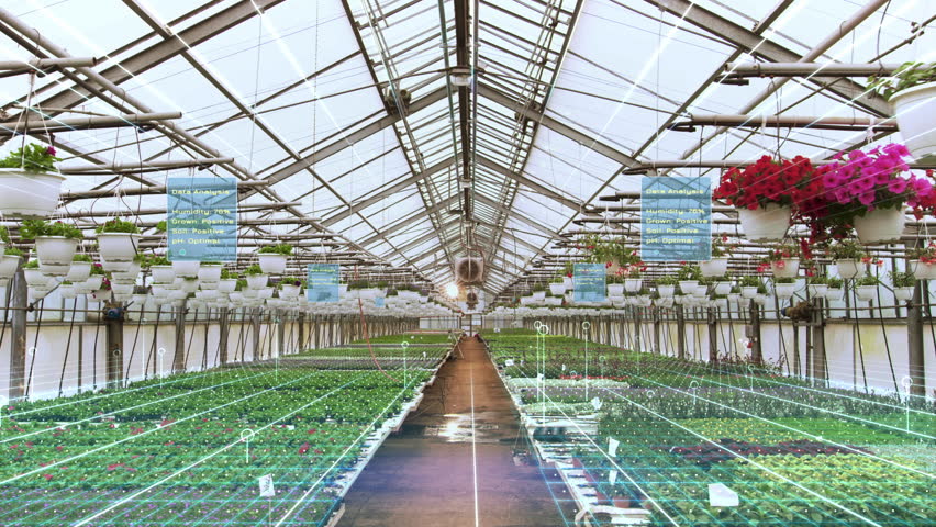 Futuristic Concept of: Industrial Greenhouse with Rows of Flowers and Plants Being Digitally Analyzed by Artificial Intelligence for Optimal Growth. Animated Visualization with Infographics. Royalty-Free Stock Footage #1018788079