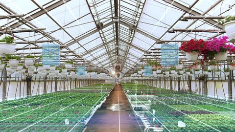 Futuristic Concept of: Industrial Greenhouse with Rows of Flowers and Plants Being Digitally Analyzed by Artificial Intelligence for Optimal Growth. Animated Visualization with Infographics.