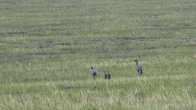 Family of cranes (crane belle or Anthropoides virgo) grazing in a meadow. Parants and two chicks are walking on the steppe. Northern Mongolia