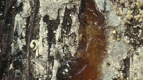 Juice resin of pine tree forms amber - trap for small insects