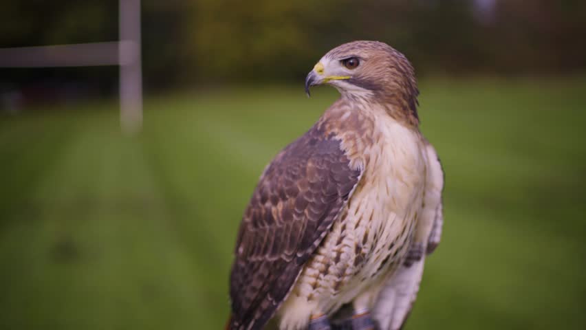 A close up shot of a Red Tailed Hawk and for a moment she looks into the camera lens