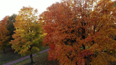 Lovely colours of autumn foliage, flying camera move back, showing green, orange, yellow and red trees at city park. Evening sun light flash though maple crown