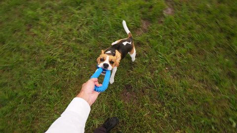 Funny dog hold tight toy and spin around, first person view from owner perspective. Young beagle take tight grip of ring and fly in air, then land and struggle vs man. Playful pet happy to have fun