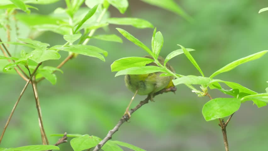 Yellow breasted warbler 