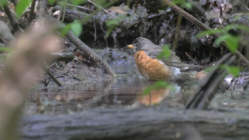 American Robin Bathing in water