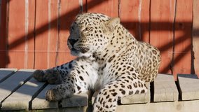 Leopard close-up lie summer sun video
