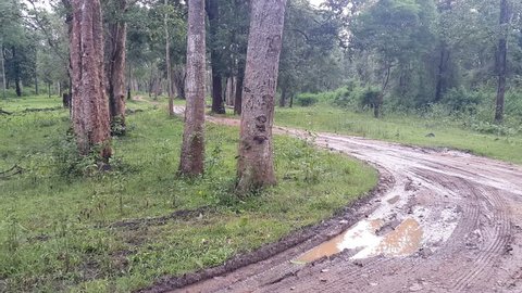 View of safari roads inside Kabini forest  in monsoon season.
