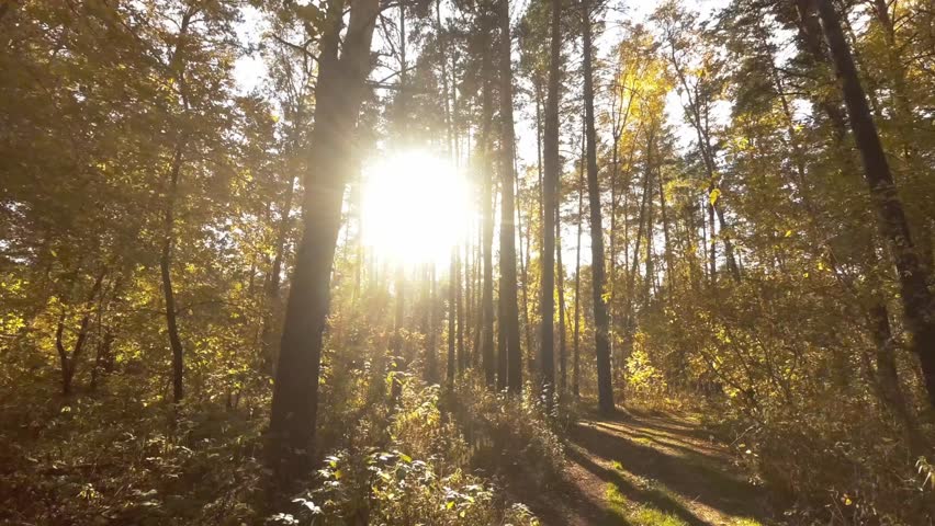 Walk under the canopy of trees | Shutterstock HD Video #1018801987