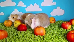 Apple rabbit rabbits cute animal animals eating apples