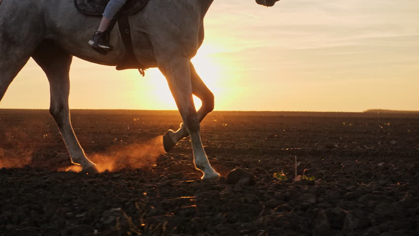 Close-up of girl legs riding on a horse on the field during sunset, slow motion Royalty-Free Stock Footage #1018805452