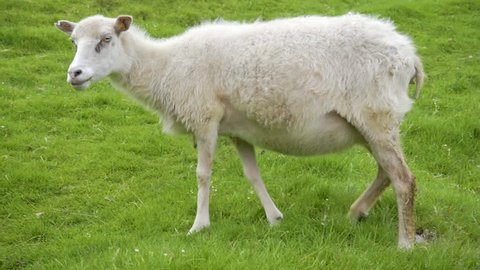 Side View Sheep Looking Camera Against Stock Photo (Edit Now) 127120226