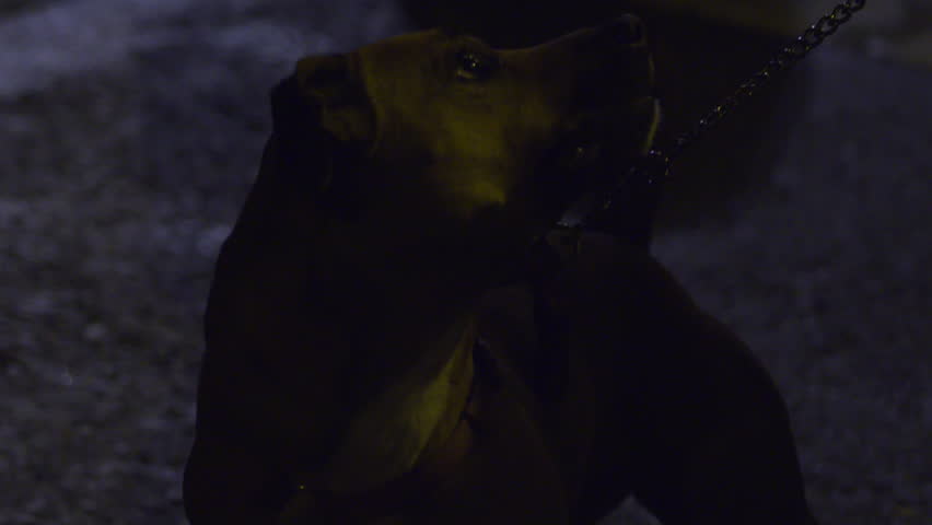 Small dog on chain leash barks at night
