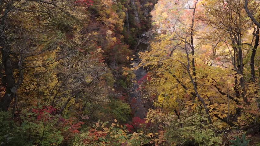 Autumn Forest Valley