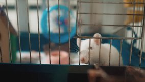 white mouse rat in pet cage. slow motion lifestyle video. rat mouse animal concept pets. Funny white rat in a lifestyle cage (selective focus on the rat eyes)