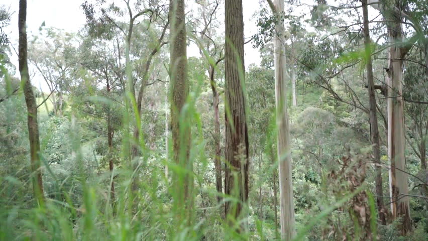 The Trentham Falls Reserve is located on the Great Dividing Rang.