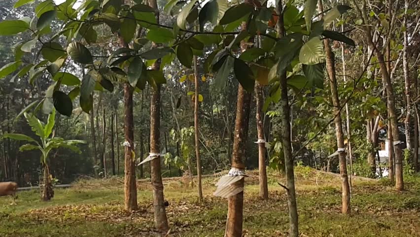 Dry Leaves falling quickly of trees in large field. Rubber Trees in India shedding leaves on windy dul day.