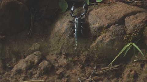 wild life in Népal - scorpion walking on rocks in slow motion