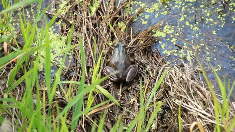 A Common Frog sits on the edge of a swamp encircled by the sound of frogs and birds/Common Frog/High angle view of a Common Frog