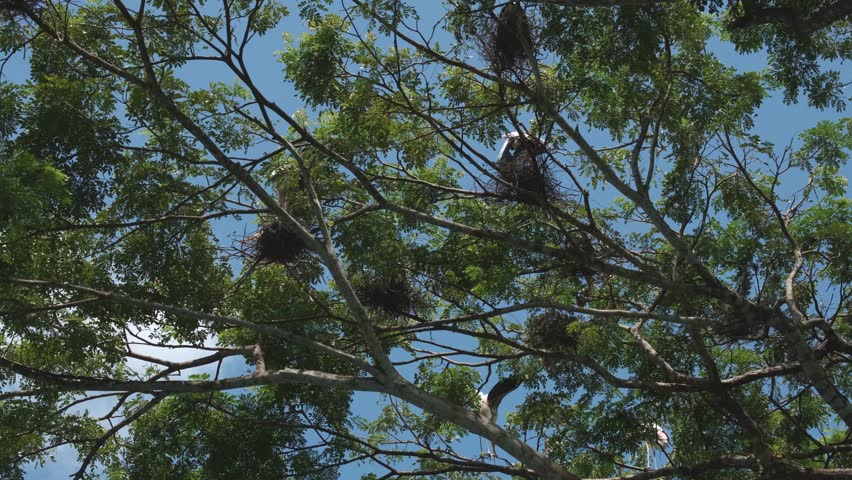 Painted storks nesting on the treetop.