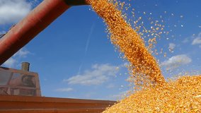 Close-up of combine transferring freshly harvested corn into tractor-trailer for transport to the silos, slow motion - Powered by Shutterstock - Get 15% off with code: PIKWIZARD15