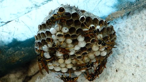 Black And Yellow Hornets Building Hive Nest - Accelerated recording