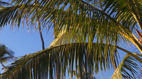 1080p Gimbal Footage Walking Underneath Palm Trees