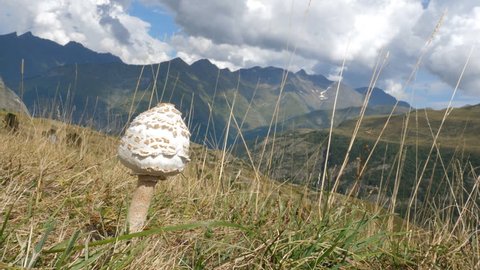 Mushroom in the mountains. Pyrenees mountains near Gavarnie, France. Handheld shot with stabilized camera.