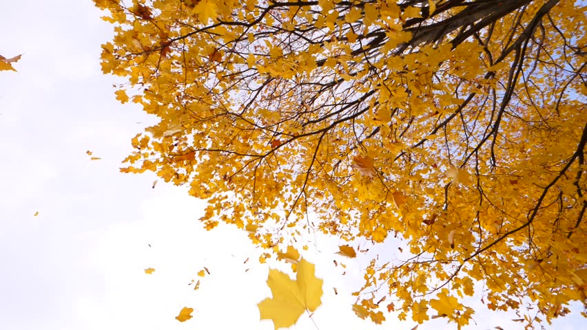 Maple Foliage And Helicopters Seeds Fly Stock Footage Video 100 Royalty Free 1018838413 Shutterstock