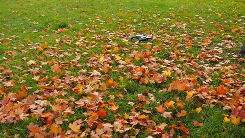 Small quadcopter fly low over ground, fallen maple leaves blown off and fly away by air under device, green trace after drone. Slow motion shot