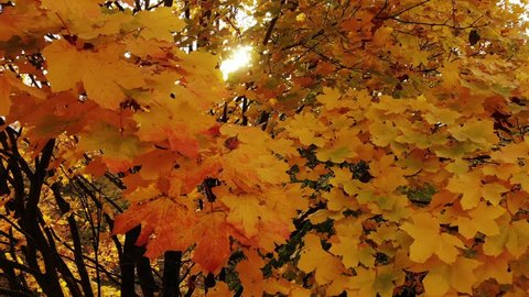 Yellow and red colours of maple leaves at autumn time, camera move up close with tree crown. Sun light shine through branches and foliage.