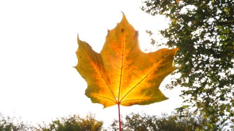 Look to bright yellow and green maple leaf against sun, happy golden autumn time. Sunlight glow and shine through semi-transparent colourful sheet, green foliage and white sky on background