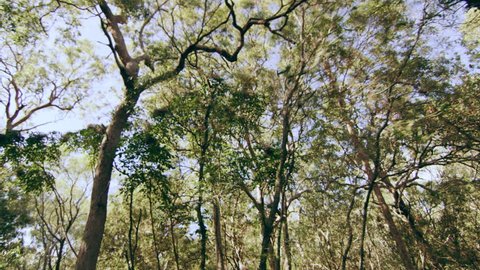 Passing of lush green trees in forested area down a trail in Australia, bright natural lighting. Wide shot on 4k RED camera.
