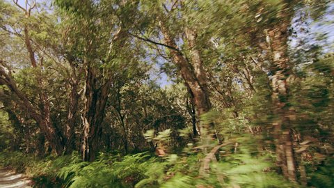 Passing of lush green trees in forested area down a trail in Australia, bright natural lighting. Wide shot on 4k RED camera.