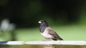 HD video of one Dark eyed junco drinking from a bird bath. This bird is common across much of temperate North America and in summer ranges far into the Arctic