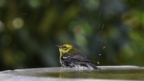 HD video of one Townsends warbler bathing in a bird bath, shallow depth of field. 