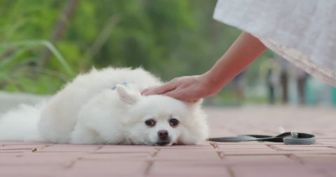 Woman touch on her Pomeranian dog 