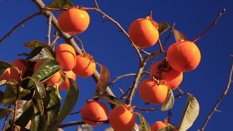 Ripe persimmon on the tree with blue sky in the background.